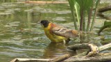 Video of Black-headed Bunting - Black-headed Bunting in very hot summer with water